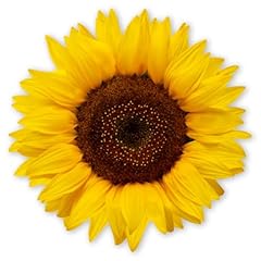 Younikat aufkleber sonnenblume gebraucht kaufen  Wird an jeden Ort in Deutschland