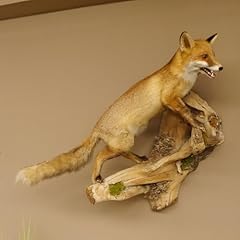 Fuchs rotfuchs ffener gebraucht kaufen  Wird an jeden Ort in Deutschland