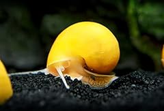Gold mystery snail for sale  Delivered anywhere in UK