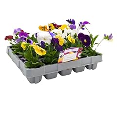 Pack pansies plants for sale  Delivered anywhere in UK