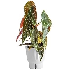 Costa farms live for sale  Delivered anywhere in USA 
