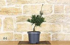 Pre bonsai di Pino Bianco Negishi -, usato usato  Spedito ovunque in Italia 