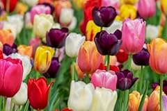 Tulpenzwiebeln gemischte farbe gebraucht kaufen  Wird an jeden Ort in Deutschland