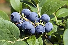 Blueberry plants pots for sale  Delivered anywhere in UK