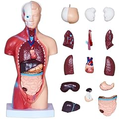 Nlshan human body for sale  Delivered anywhere in USA 