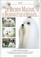 Bichon maltais. bichon d'occasion  Livré partout en Belgiqu