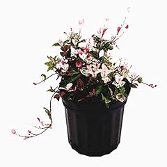 American plant snow for sale  Delivered anywhere in USA 