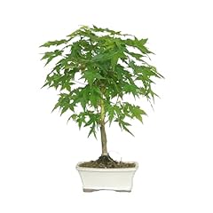 Kentis bonsai acer usato  Spedito ovunque in Italia 