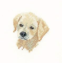 Golden labrador puppy for sale  Delivered anywhere in UK