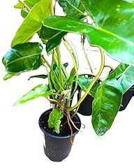 Philodendron burle marx for sale  Delivered anywhere in USA 