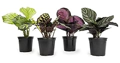 Calathea prayer plants for sale  Delivered anywhere in USA 