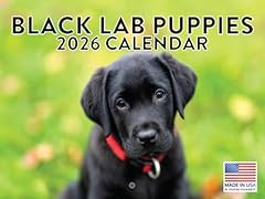 Black lab puppy for sale  Delivered anywhere in USA 