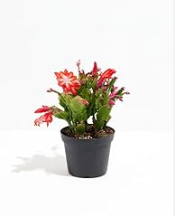 Christmas cactus plant for sale  Delivered anywhere in USA 