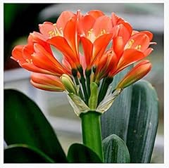 Clivia buon mercato d'occasion  Livré partout en France
