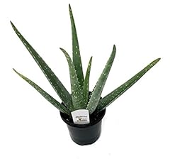Flowerpotnursery aloe vera for sale  Delivered anywhere in USA 