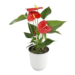 Altman plants red for sale  Delivered anywhere in USA 