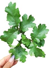 Bur oak plant for sale  Delivered anywhere in USA 