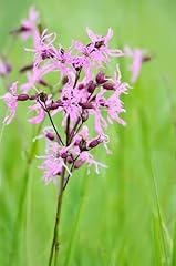 Seeds silene flos for sale  Delivered anywhere in UK