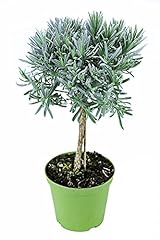 Lavendel baum lavendel gebraucht kaufen  Wird an jeden Ort in Deutschland