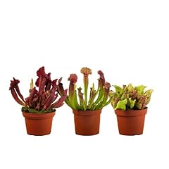 Perfect plants carnivorous for sale  Delivered anywhere in UK