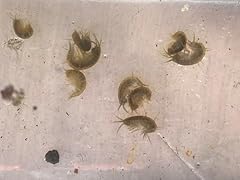 gammarus for sale gammarus for sale Delivered anywhere in UK