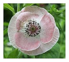 Papaver rhoeas mother gebraucht kaufen  Wird an jeden Ort in Deutschland
