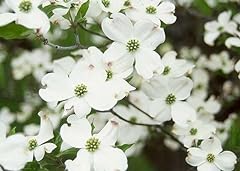 White dogwood height for sale  Delivered anywhere in USA 
