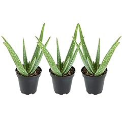Aloe vera plant for sale  Delivered anywhere in USA 