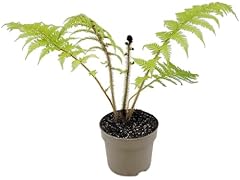 Fangblatt cyathea australis gebraucht kaufen  Wird an jeden Ort in Deutschland