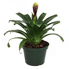 American plant vriesea for sale  Delivered anywhere in USA 