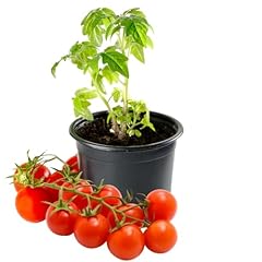 Tomato plants live for sale  Delivered anywhere in USA 