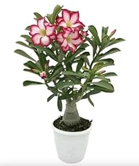 Generic pink desert for sale  Delivered anywhere in USA 