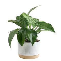 Costa farms live for sale  Delivered anywhere in USA 