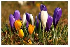 Crocus large flowering for sale  Delivered anywhere in UK