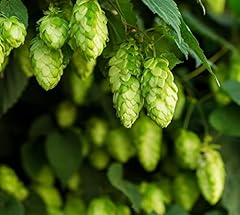 100 climbing hop for sale  Delivered anywhere in UK