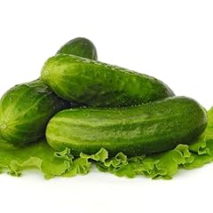 Cucumber plants mini for sale  Delivered anywhere in UK