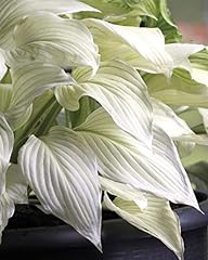 Hosta white feather for sale  Delivered anywhere in UK