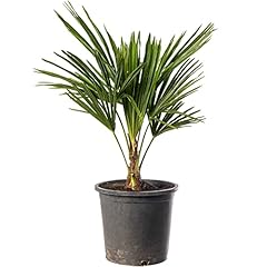 Trachycarpus fortunei chusan for sale  Delivered anywhere in Ireland