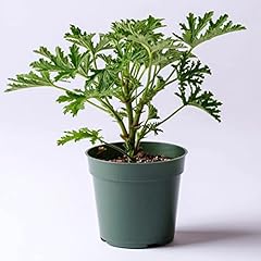 Live citronella plants for sale  Delivered anywhere in USA 