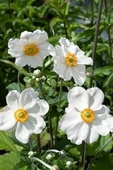 Anemone japonica andrea gebraucht kaufen  Wird an jeden Ort in Deutschland