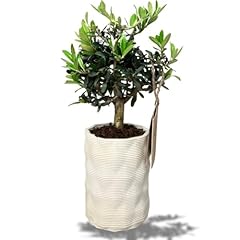 Giardini giulia bonsai usato  Spedito ovunque in Italia 