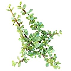 Live succulent inch for sale  Delivered anywhere in USA 
