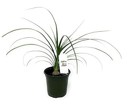 Flowerpotnursery ponytail palm for sale  Delivered anywhere in USA 