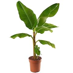 Musa dwarf cavendish usato  Spedito ovunque in Italia 