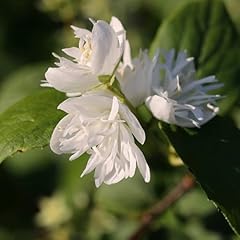 Pianta vera philadelphus usato  Spedito ovunque in Italia 
