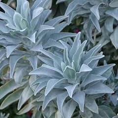 500 semi salvia usato  Spedito ovunque in Italia 