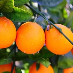 Valencia orange trees for sale  Delivered anywhere in USA 