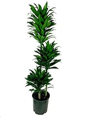 Dracaena janet craig for sale  Delivered anywhere in USA 