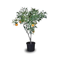 Tangerine trees planting for sale  Delivered anywhere in USA 