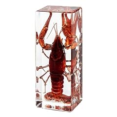 Taxidermy bug insect for sale  Delivered anywhere in UK